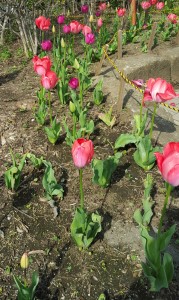 20160406_142934-1
